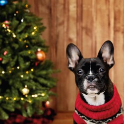 ペットのために！ホリデーシーズンのウエア【アメリカンイーグル】