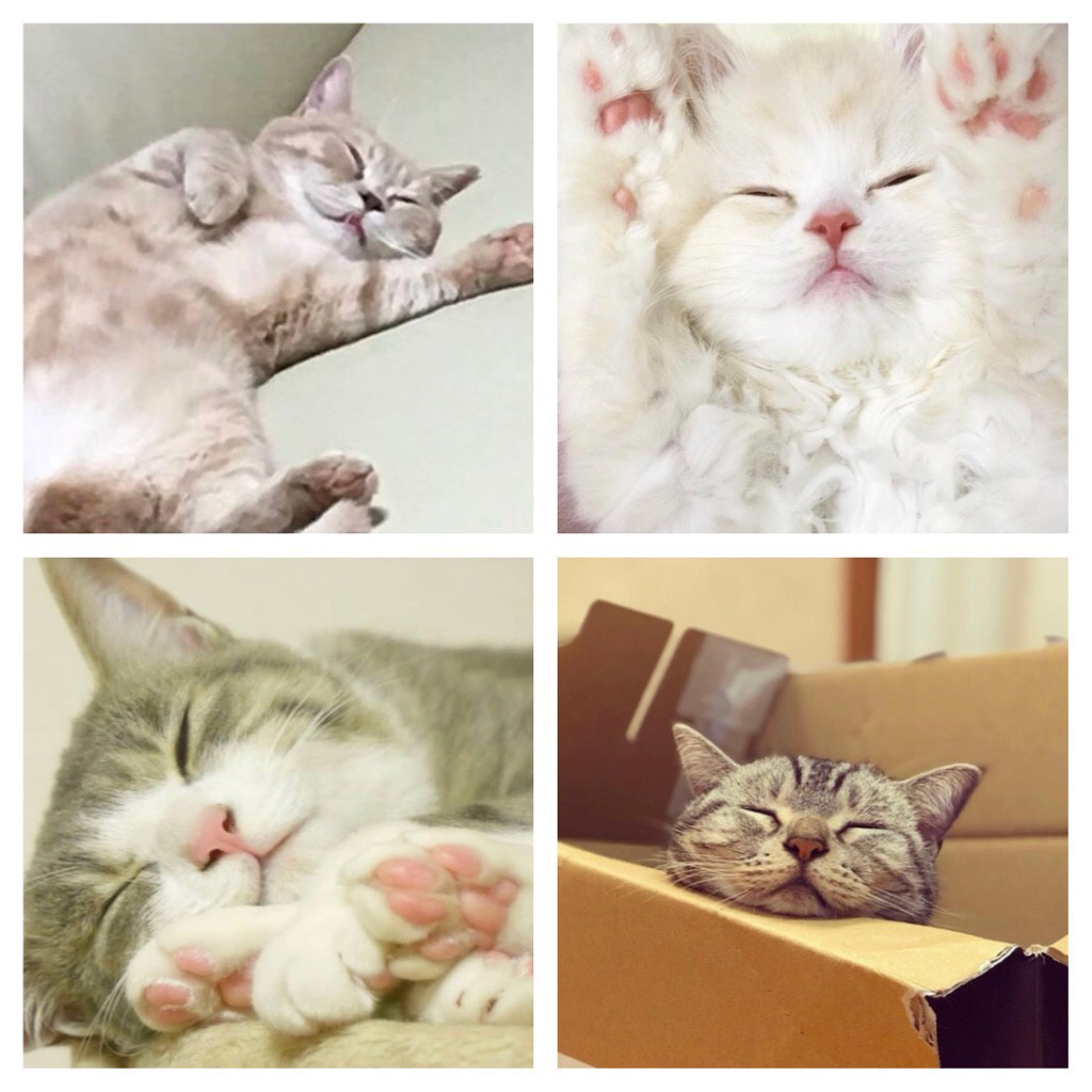 働きたくない月曜に……最高に癒される❤猫ちゃんの寝顔７選