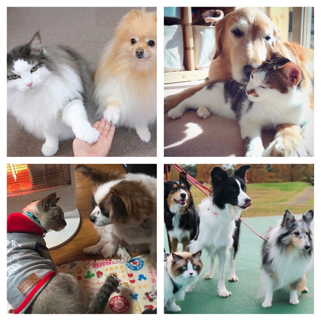 仲良しすぎて癒される❤犬＆猫７選