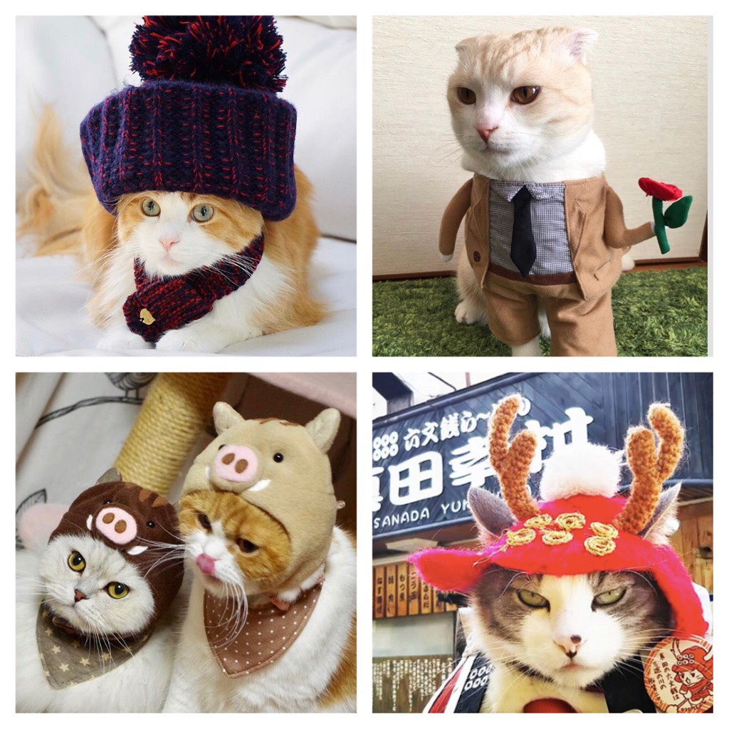 レベル高っ！人間以上にコスプレ上手の猫ちゃん７選