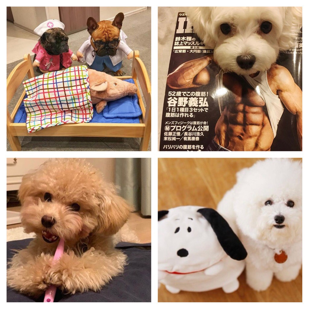 それ何のポーズ？(笑)面白い犬ちゃん7選