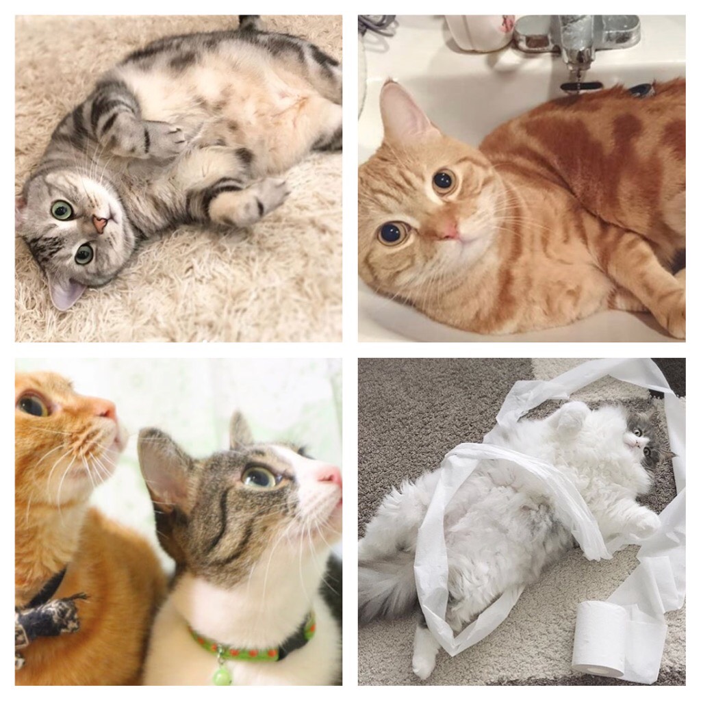 本当は載せたかった！犬猫川柳優秀作品７選【猫編】