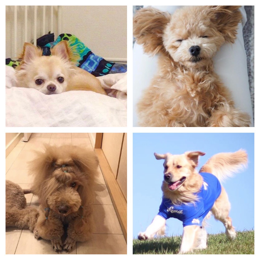 可愛くて面白い♡ 犬猫川柳優秀作品7選【犬編】