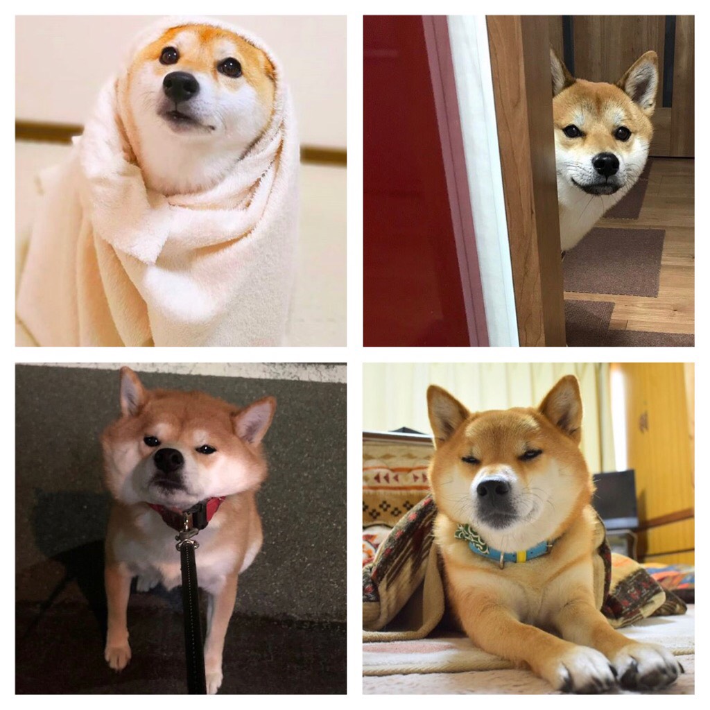 可愛すぎる！フォロー必須の柴犬アカウント7選