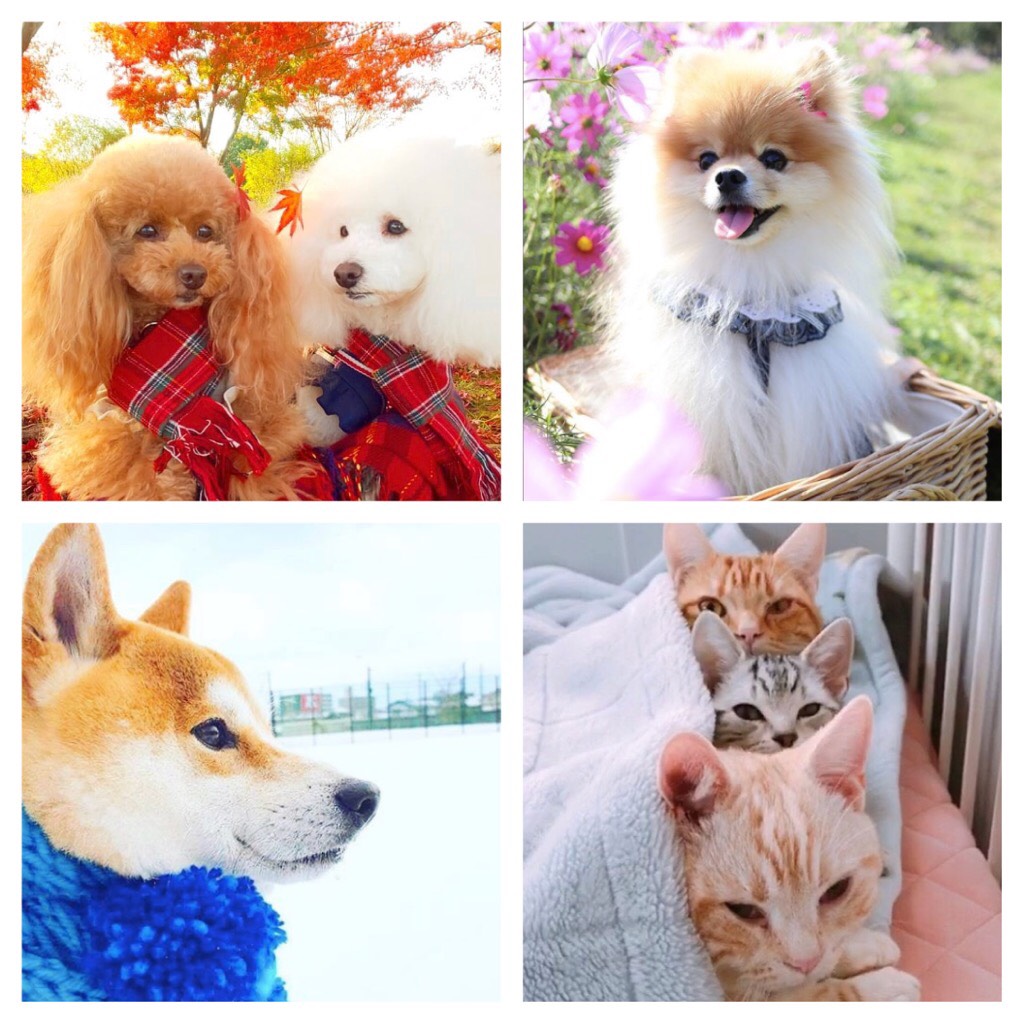 思わず誰かに見せたくなる！インスタ映え犬猫7選