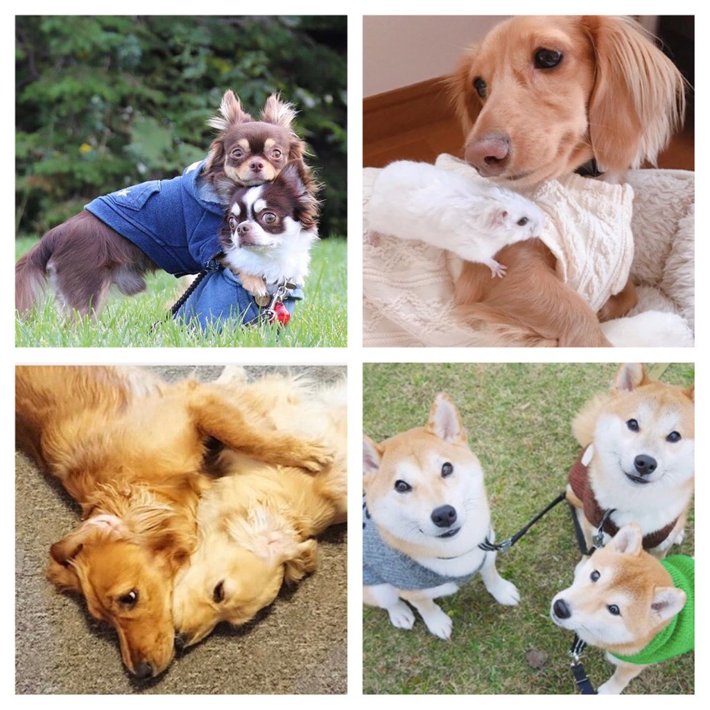 仲良し柴犬さん♡ いつでも一緒♡仲良し犬ちゃんアカウント7選